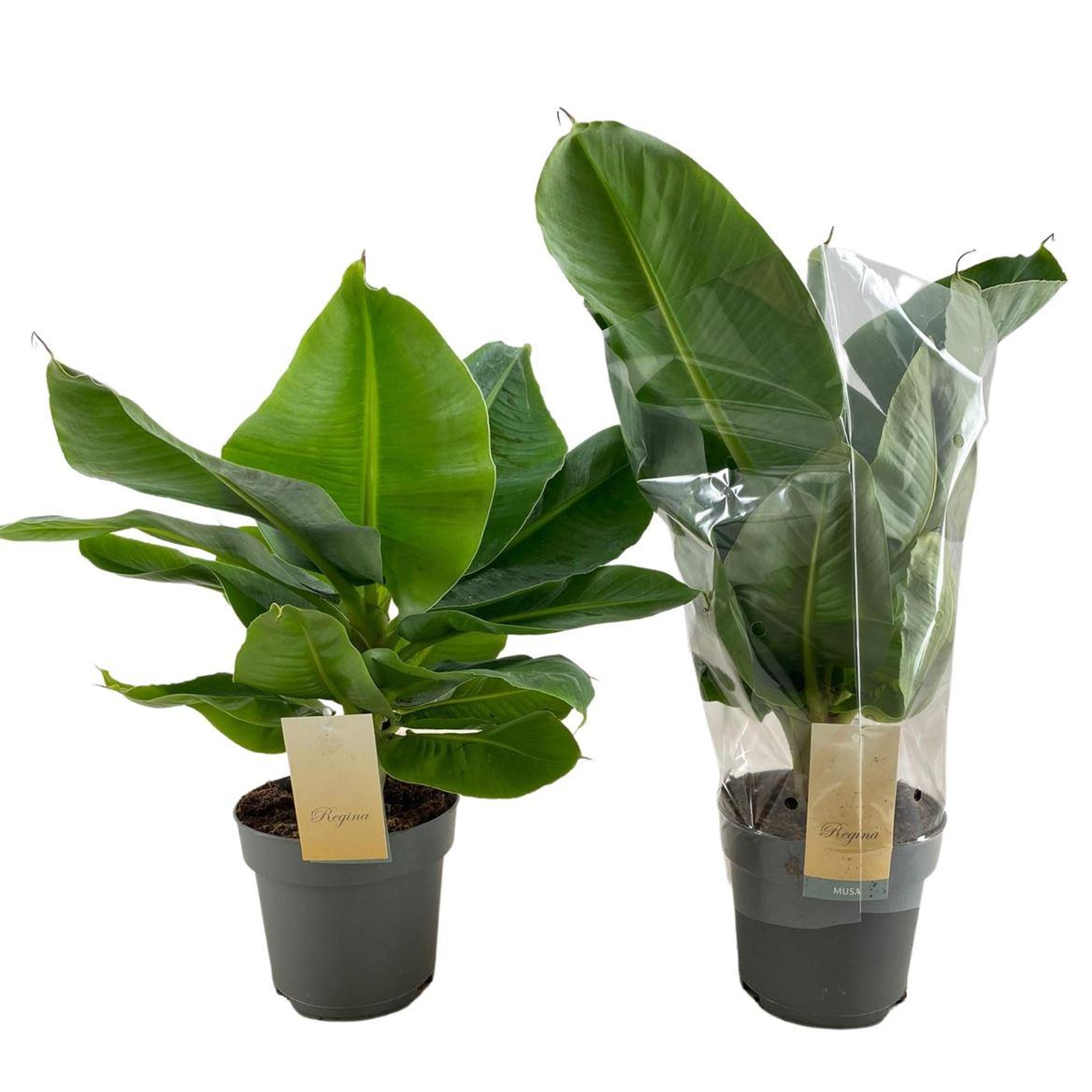 Горшечные цветы и растения оптом Musa Tropicana от 6шт из Голландии с доставкой по России