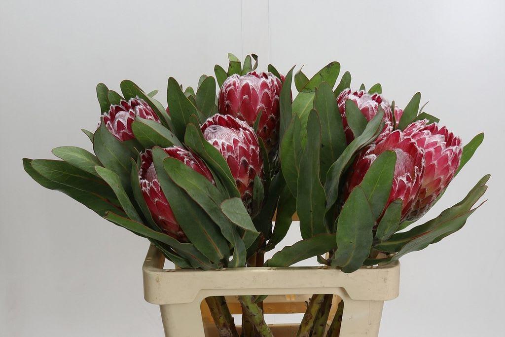 Срезанные цветы оптом Protea candida empress от 10шт из Голландии с доставкой по России