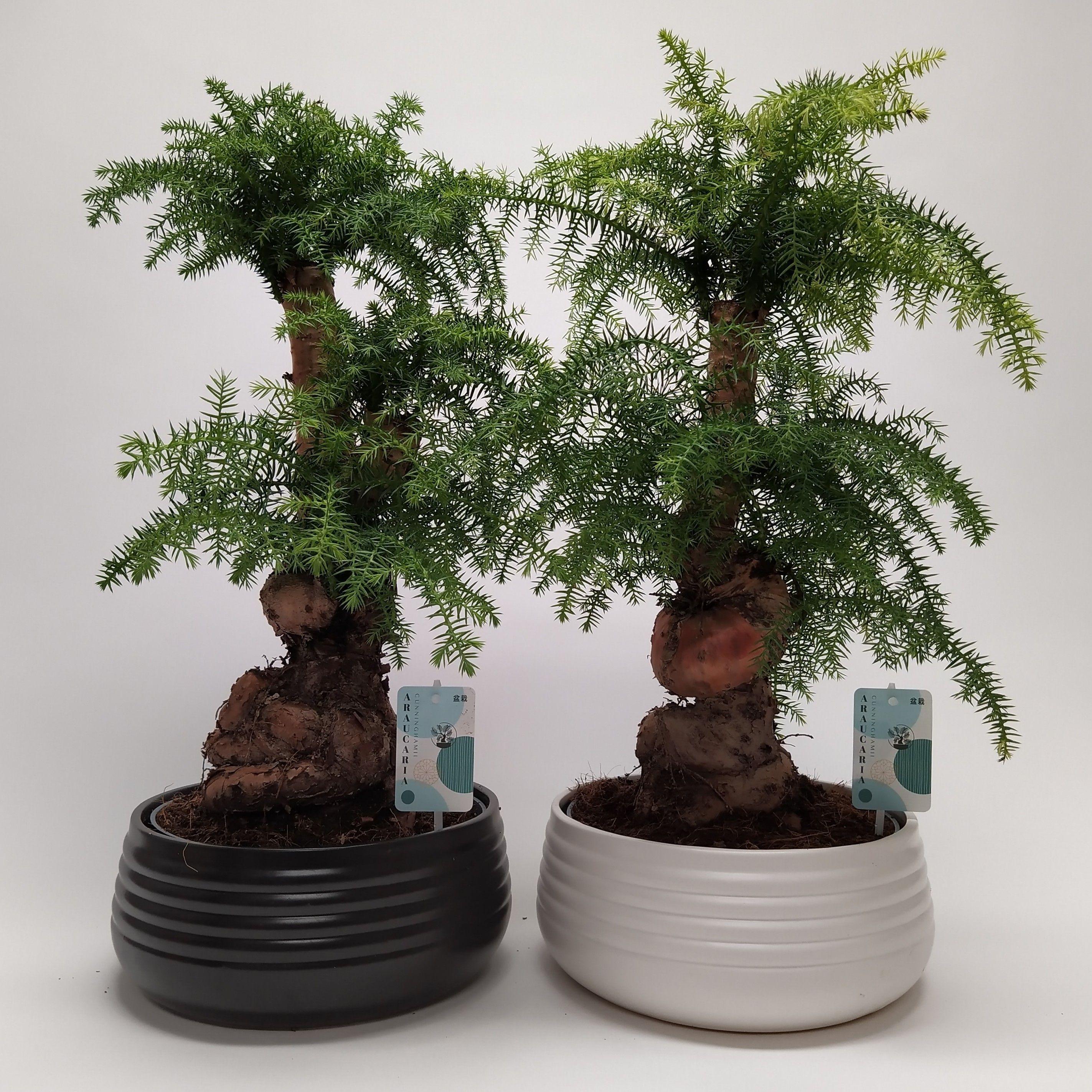 Горшечные цветы и растения оптом Bonsai Araucaria Cunninghamii Spiral от 2шт из Голландии с доставкой по России