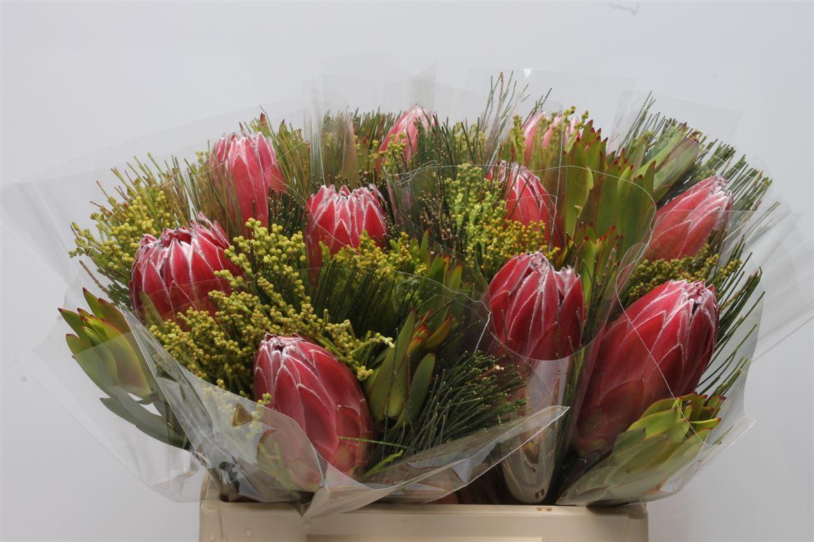 Срезанные цветы оптом Protea bq от 10шт из Голландии с доставкой по России