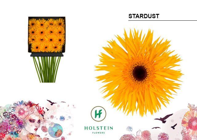 Срезанные цветы оптом Gerbera diamond gerspider big stardust от 15шт из Голландии с доставкой по России