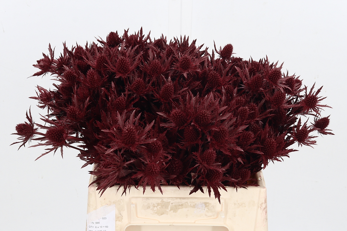 Срезанные цветы оптом Eryngium orion paint bordeaux от 60шт из Голландии с доставкой по России