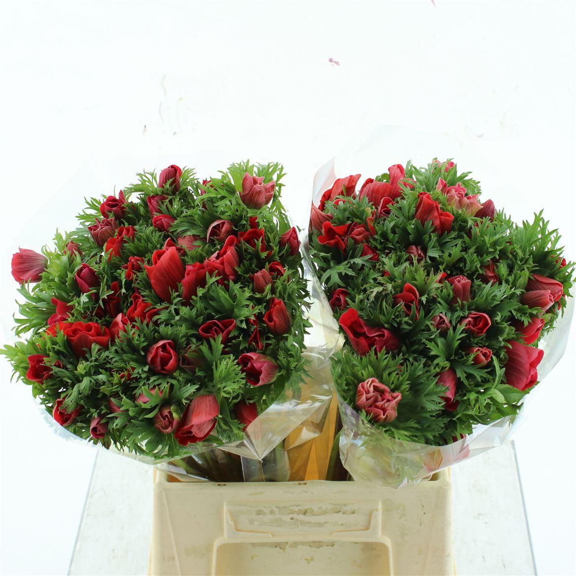 Срезанные цветы оптом Anemone marianne red от 150шт из Голландии с доставкой по России