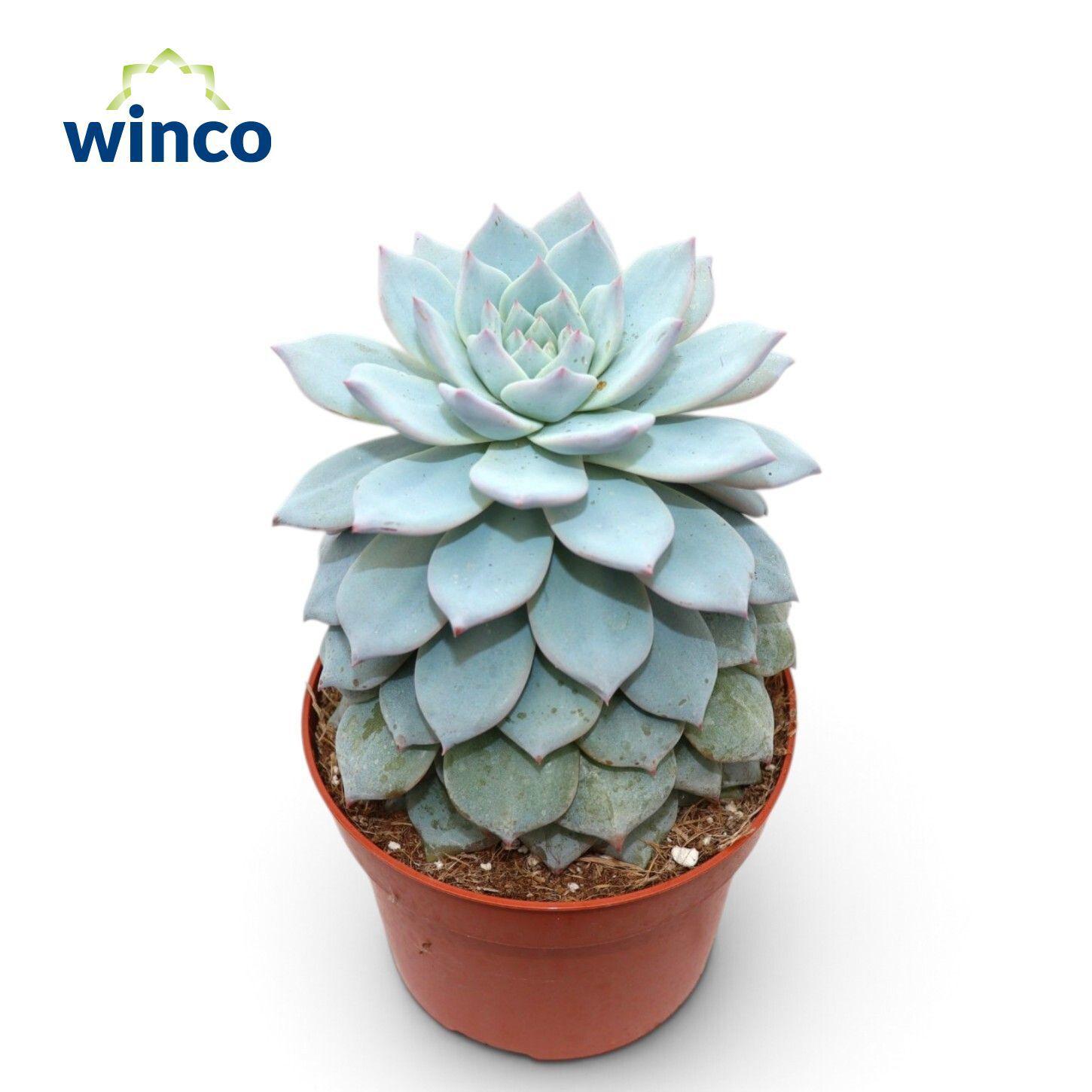 Горшечные цветы и растения оптом Echeveria Blue Bird от 9шт из Голландии с доставкой по России
