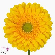 Срезанные цветы оптом Gerbera diamond submarine от 15шт из Голландии с доставкой по России