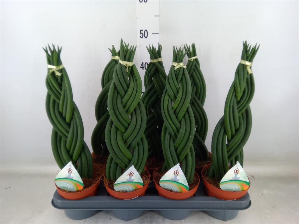 Горшечные цветы и растения оптом Sansevieria Cyl.  ... от 7шт из Голландии с доставкой по России