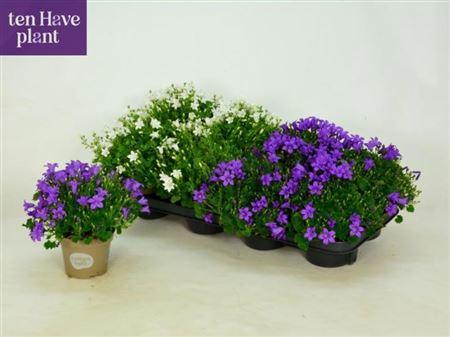 Горшечные цветы и растения оптом Campanula Mix от 8шт (для телеги) из Голландии с доставкой по России
