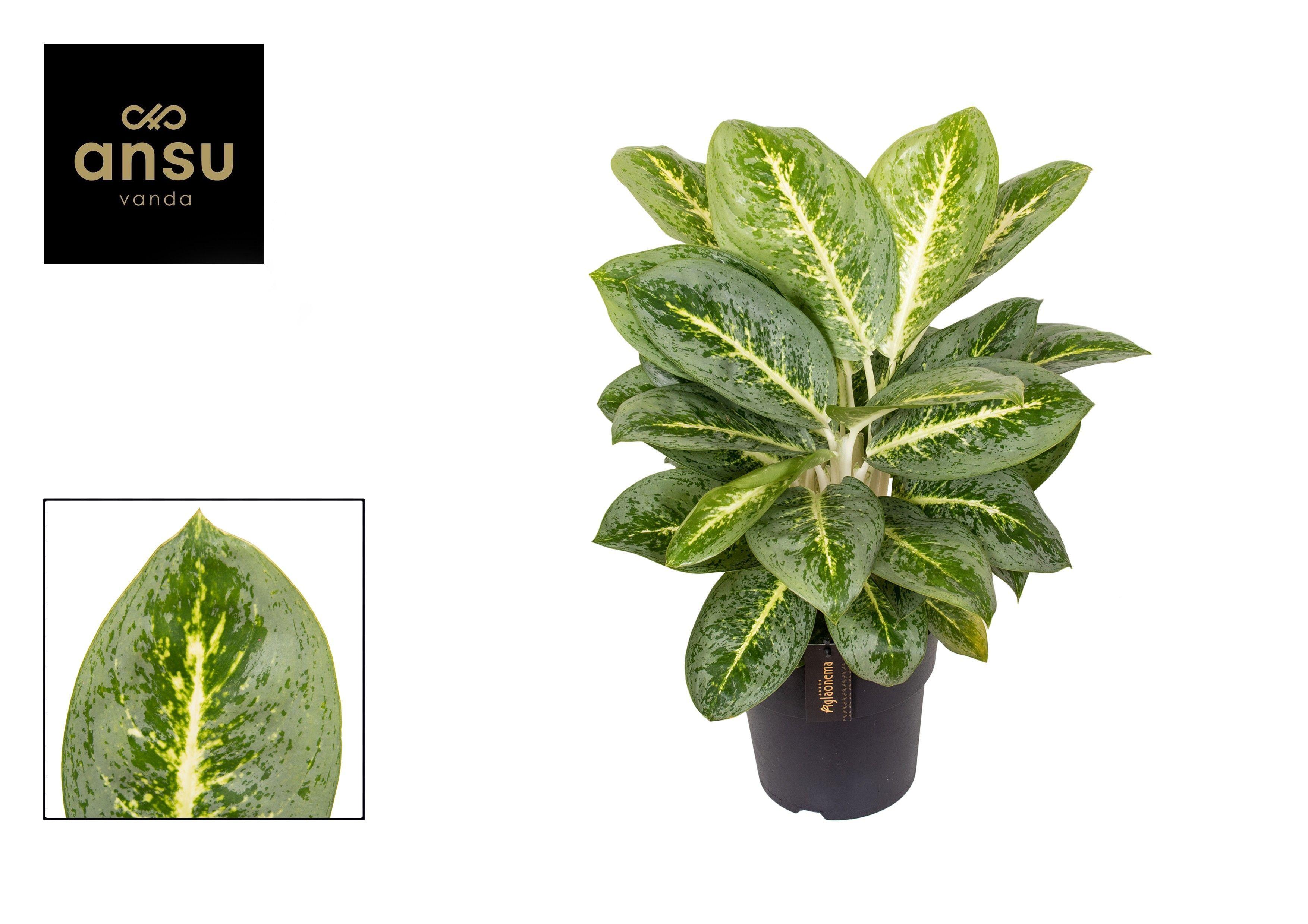 Горшечные цветы и растения оптом Aglaonema Lemon Mint от 3шт из Голландии с доставкой по России