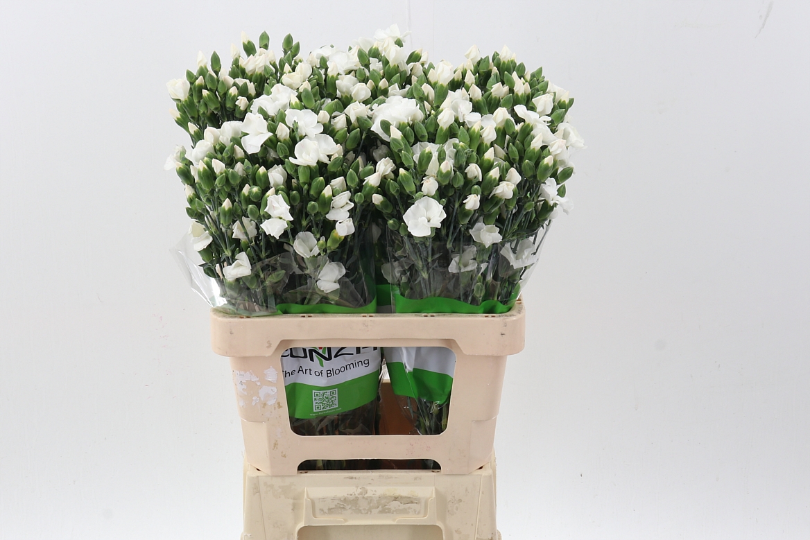 Срезанные цветы оптом Dianthus sp solomio ard от 100шт из Голландии с доставкой по России