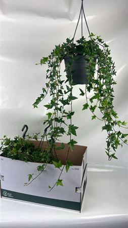 Горшечные цветы и растения оптом Hed He Shamrock от 4шт из Голландии с доставкой по России