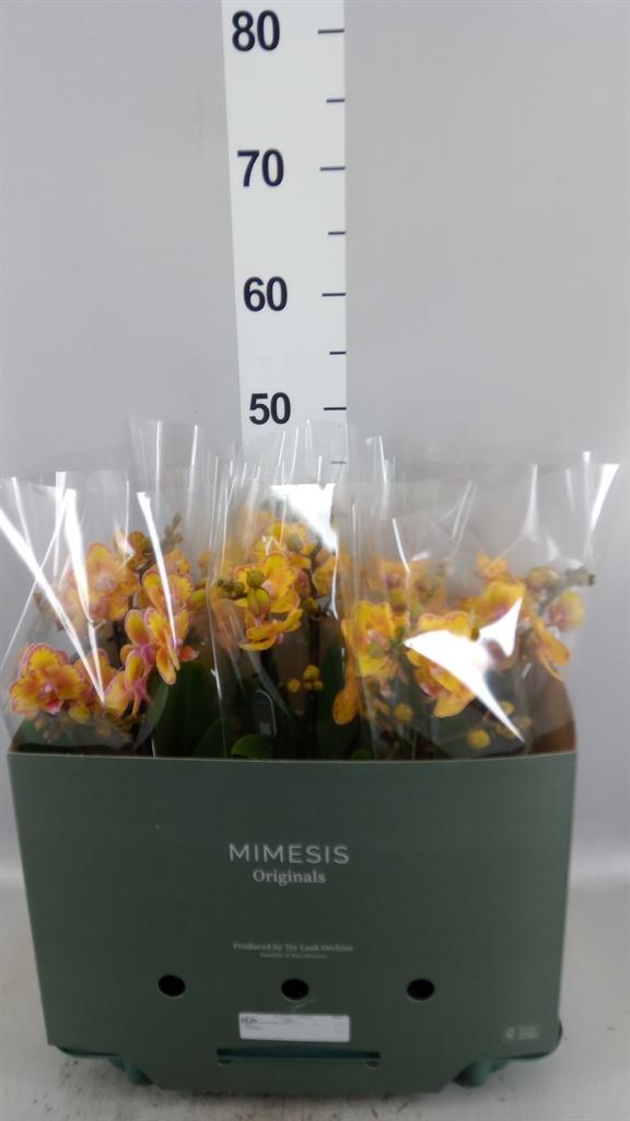 Горшечные цветы и растения оптом Phalaenopsis Multi. limpopo от 6шт из Голландии с доставкой по России