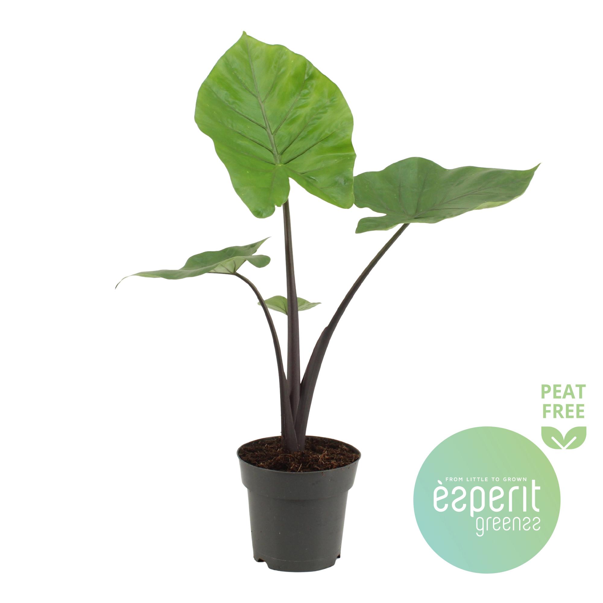 Горшечные цветы и растения оптом Alocasia Black Cobra от 6шт (для телеги) из Голландии с доставкой по России