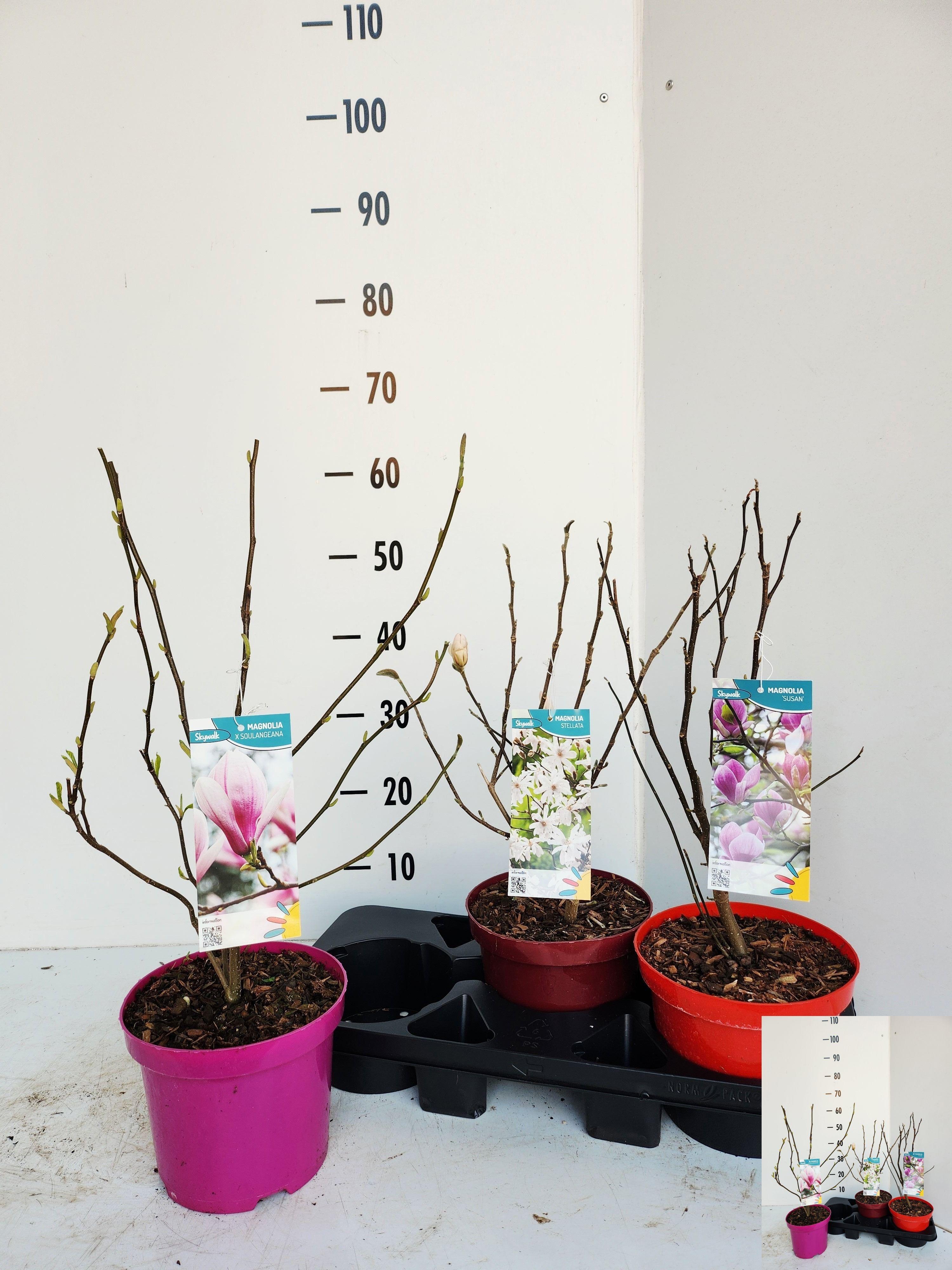 Горшечные цветы и растения оптом Magn Ov от 3шт из Голландии с доставкой по России