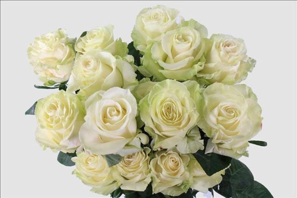 Срезанные цветы оптом Rosa ec mondial от 50шт из Голландии с доставкой по России