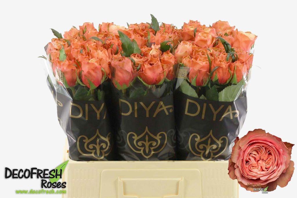 Срезанные цветы оптом Rosa large kahala от 60шт из Голландии с доставкой по России