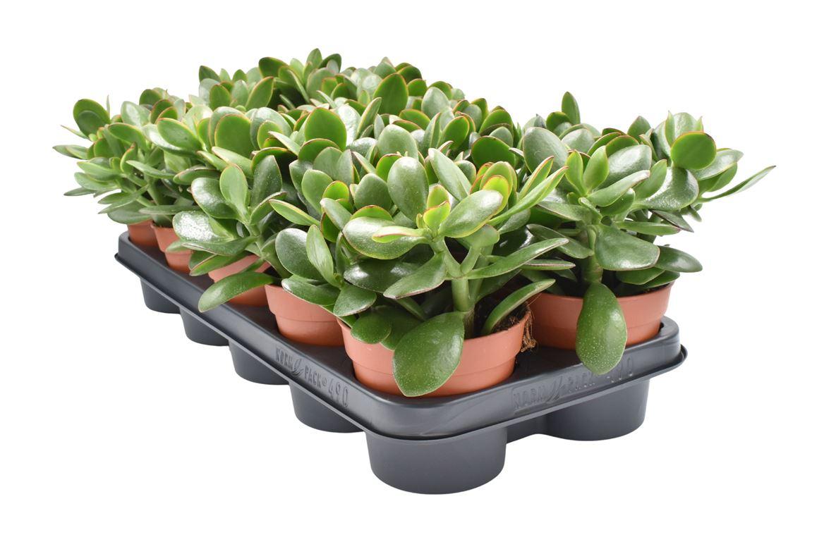 Горшечные цветы и растения оптом Crassula Ovata Sunset от 10шт из Голландии с доставкой по России