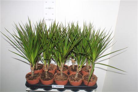 Горшечные цветы и растения оптом Drac Marginata 15cm Stem от 10шт из Голландии с доставкой по России