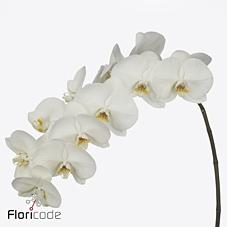 Срезанные цветы оптом Phalaenopsis magnificent maliha (per stem) от 25шт из Голландии с доставкой по России