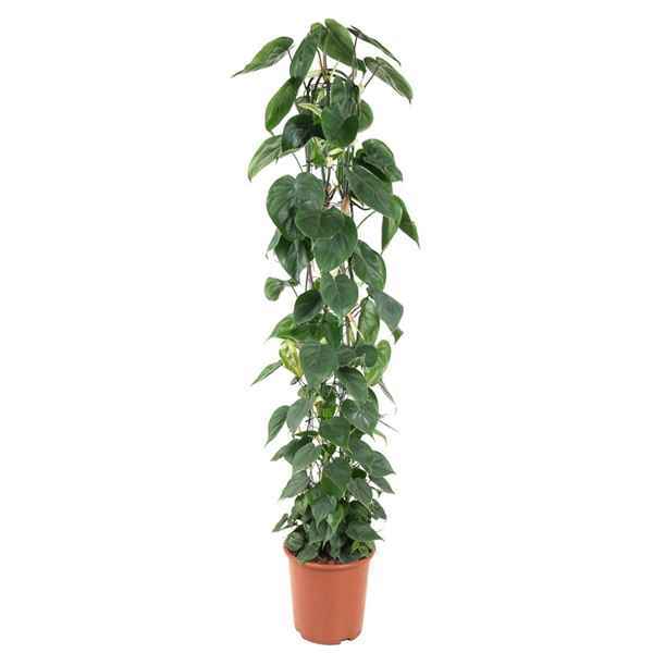 Горшечные цветы и растения оптом Philodendron Scandens Zuil от 1шт из Голландии с доставкой по России