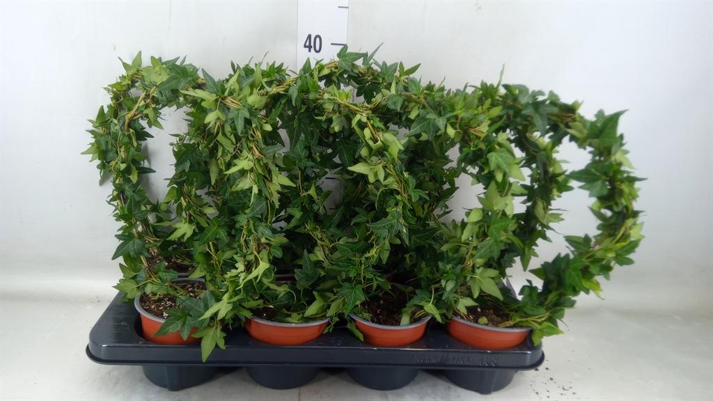 Горшечные цветы и растения оптом Hedera Helix   ..special Shapes L% от 8шт из Голландии с доставкой по России