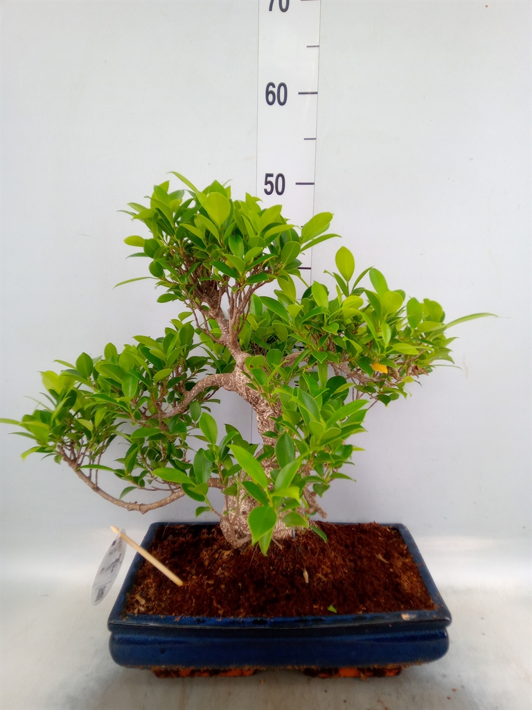 Горшечные цветы и растения оптом Bonsai   ...mix от 1шт из Голландии с доставкой по России