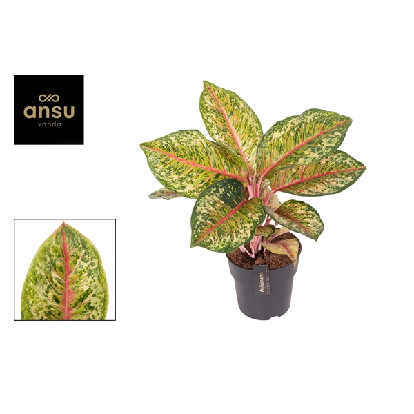 Горшечные цветы и растения оптом Aglaonema Carnival Queen от 3шт из Голландии с доставкой по России