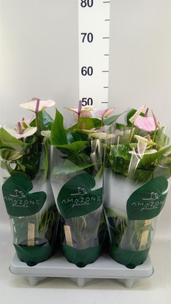 Горшечные цветы и растения оптом Anthurium Andr. laguna от 6шт из Голландии с доставкой по России