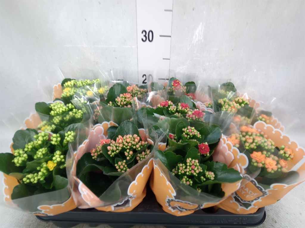 Горшечные цветы и растения оптом Kalanchoe Blos.   ..rosebud Mix от 12шт из Голландии с доставкой по России