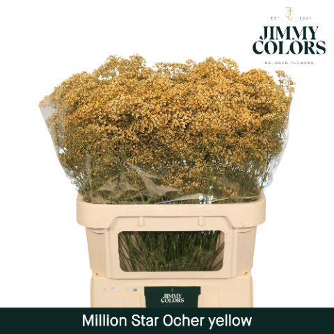 Срезанные цветы оптом Gyps fine paint ocher yellow от 50шт из Голландии с доставкой по России