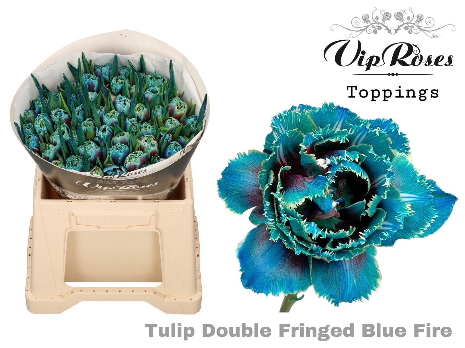 Срезанные цветы оптом Tulipa do paint light blue fire от 50шт из Голландии с доставкой по России