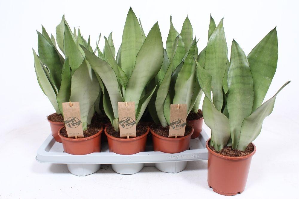 Горшечные цветы и растения оптом Sansevieria Moonshine от 7шт из Голландии с доставкой по России