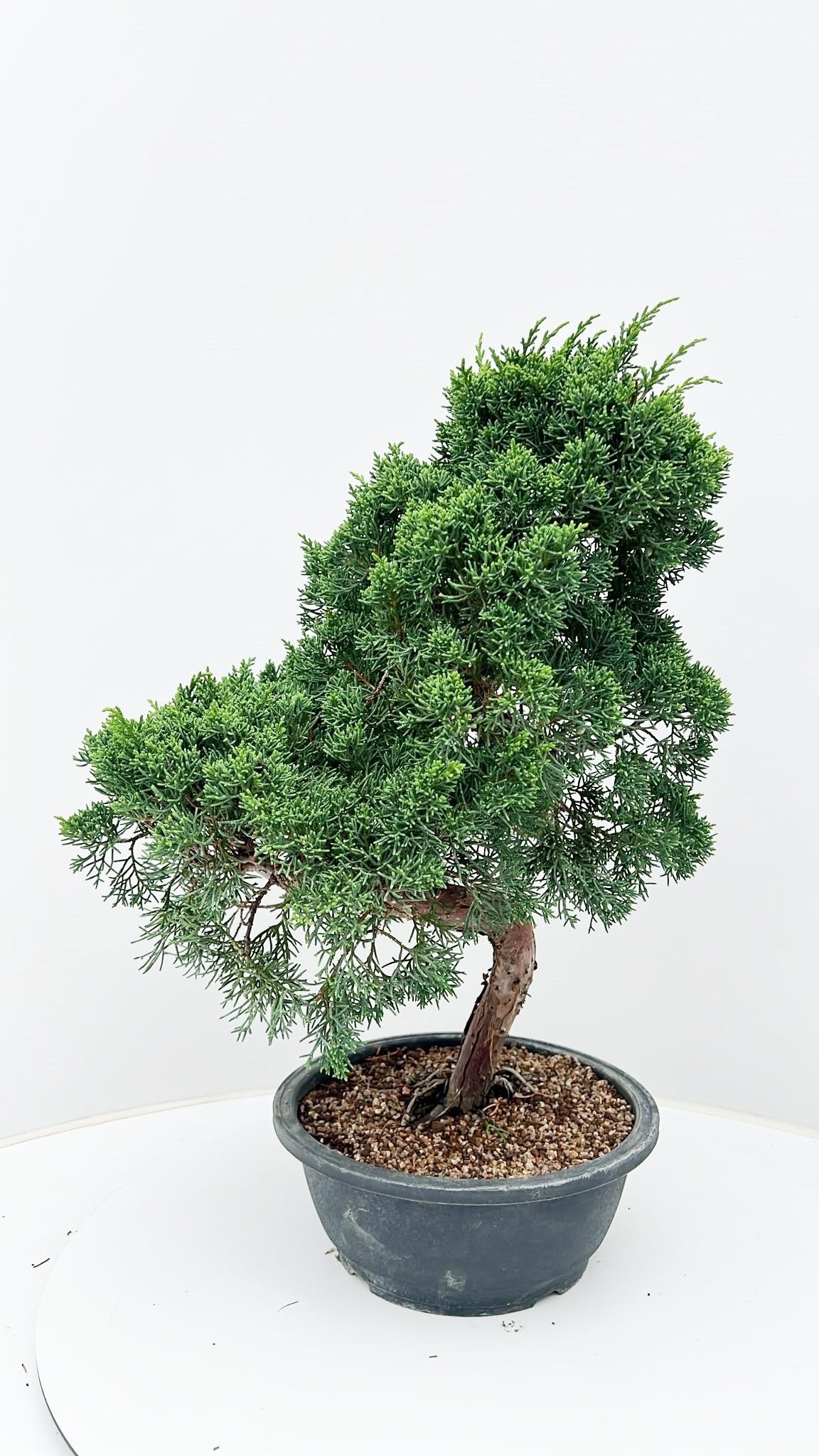 Горшечные цветы и растения оптом Juniperus Chinensis, Pot 23 Cm., Height 55 Cm. от 1шт из Голландии с доставкой по России