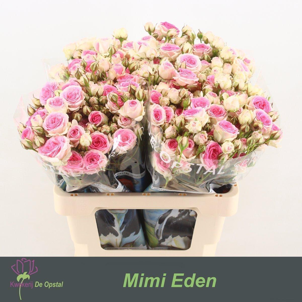 Срезанные цветы оптом Rosa spray mimi eden от 30шт из Голландии с доставкой по России