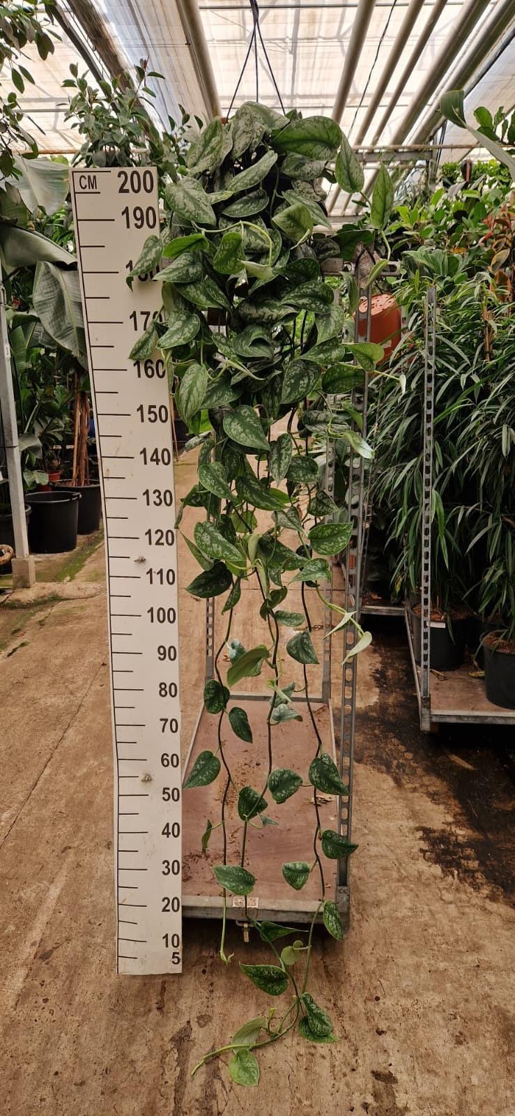 Горшечные цветы и растения оптом Scindapsus Pictus Trebie Hangplant Xl 220 от 2шт из Голландии с доставкой по России