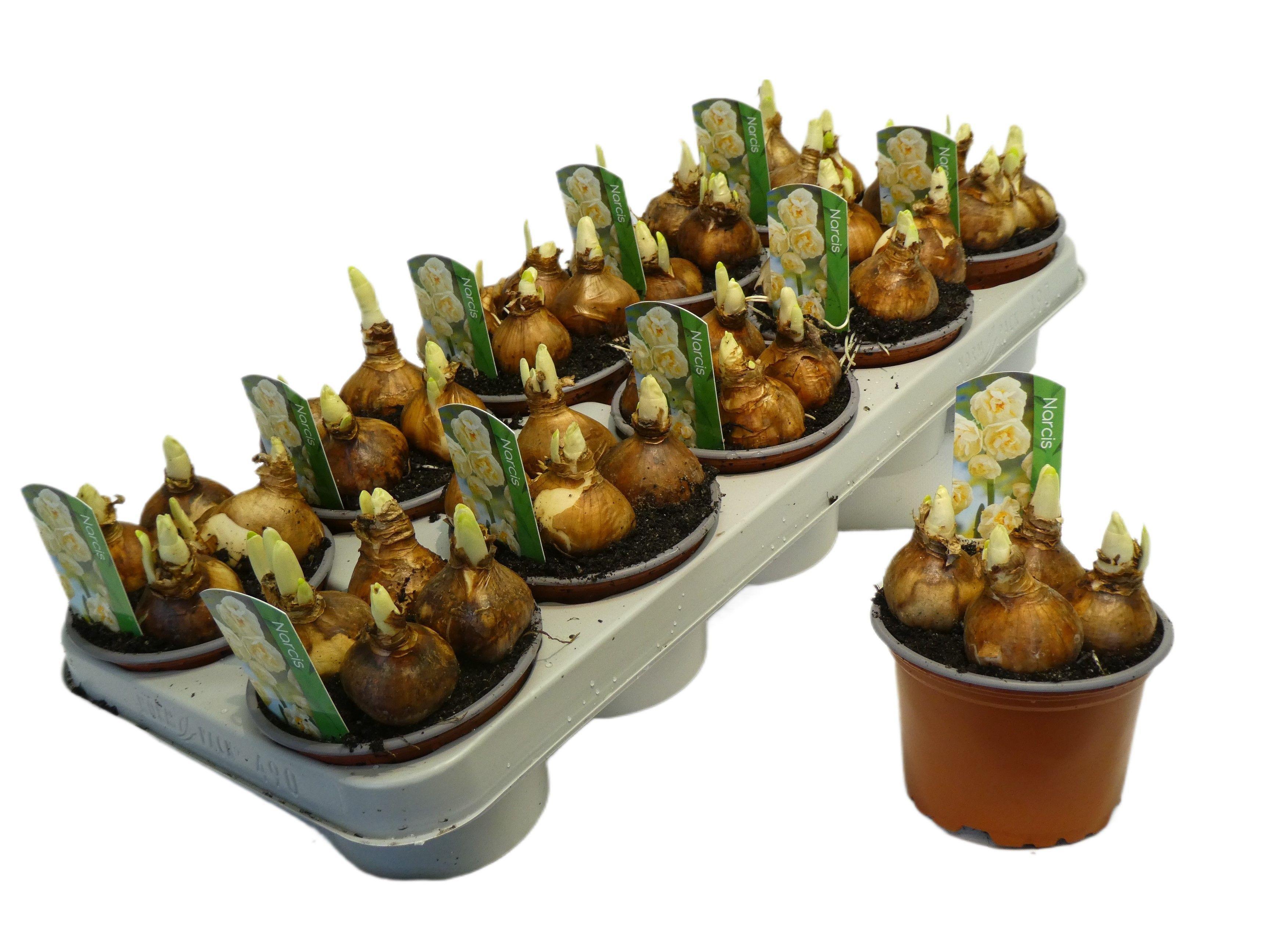 Горшечные цветы и растения оптом Narcissus Abba от 10шт из Голландии с доставкой по России