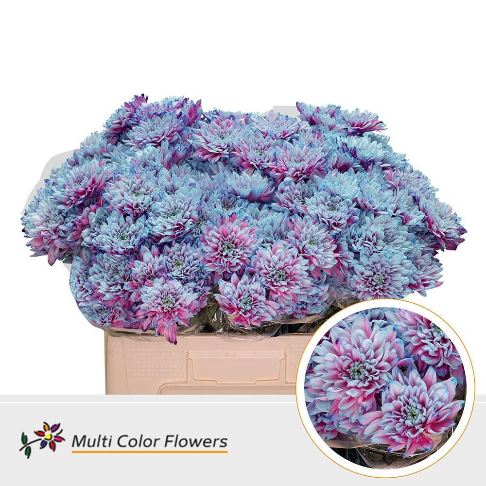 Срезанные цветы оптом Chrys sp paint baltica mermaid от 40шт из Голландии с доставкой по России