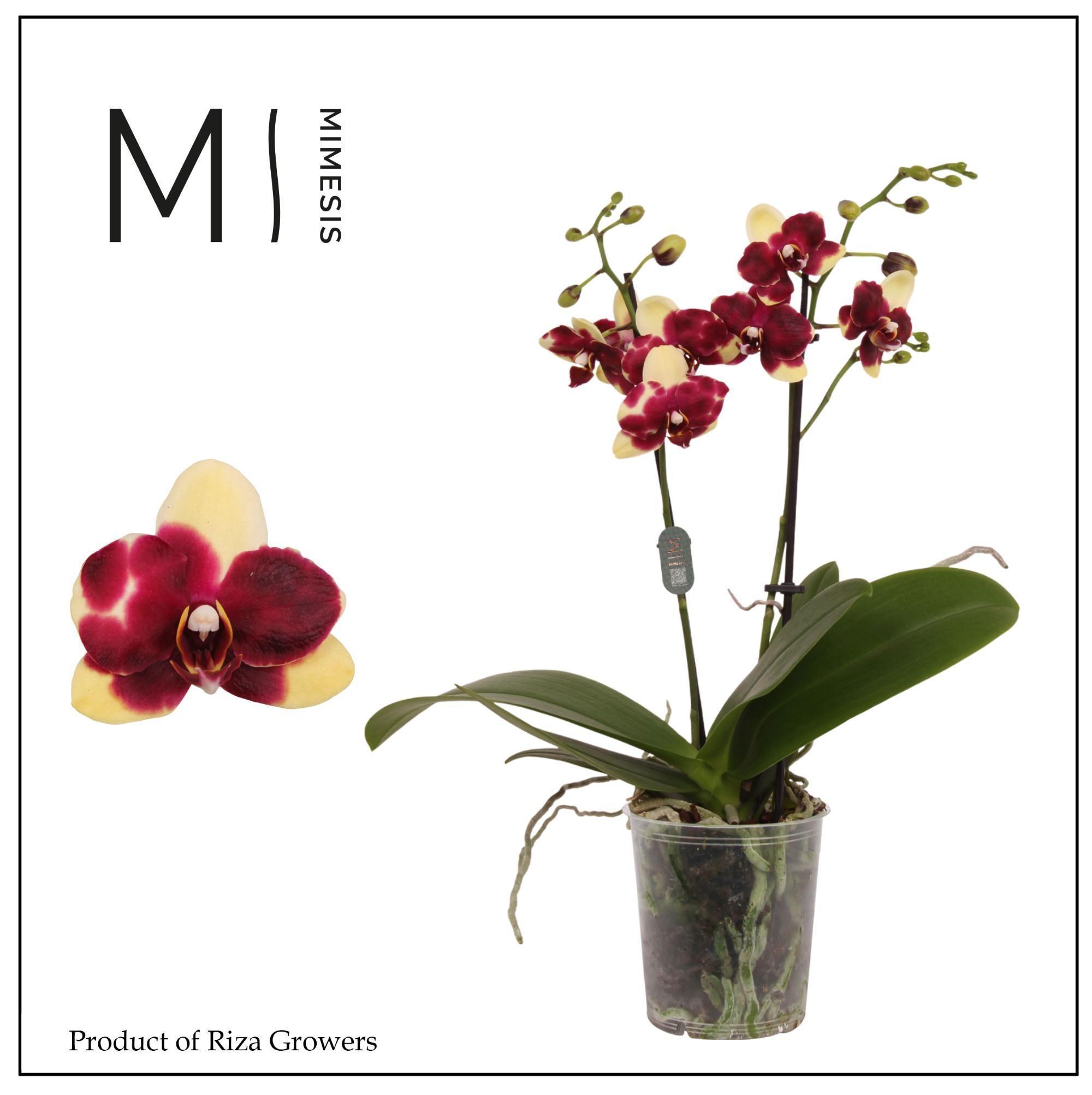Горшечные цветы и растения оптом Phalaenopsis Catania 2 Spike – 9cm | Mimesis от 12шт (для телеги) из Голландии с доставкой по России