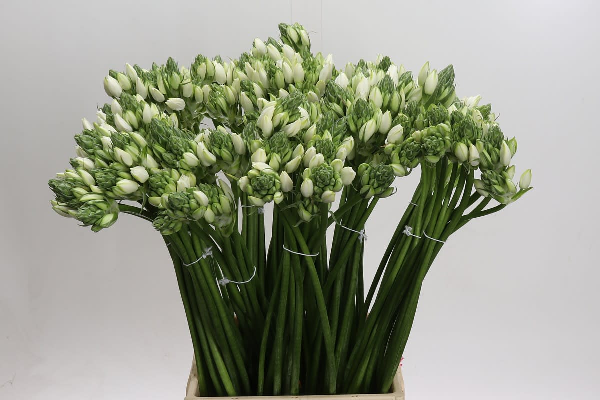 Срезанные цветы оптом Ornithogalum white от 150шт из Голландии с доставкой по России