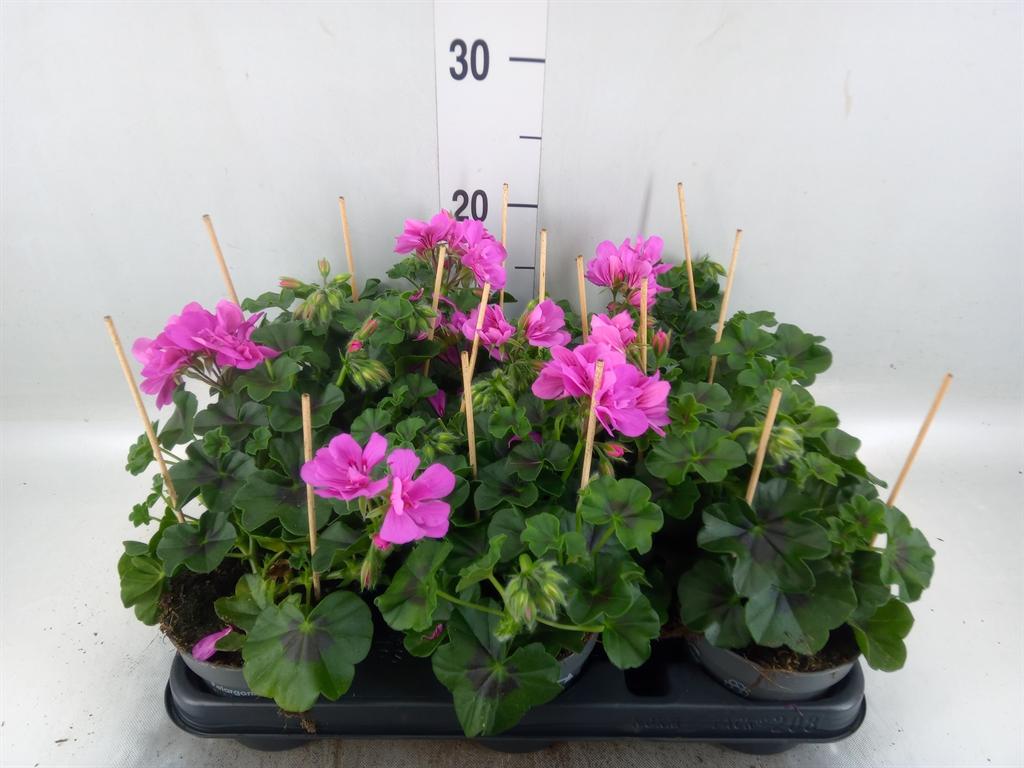 Горшечные цветы и растения оптом Pelargonium Zona.   ...f1 от 8шт из Голландии с доставкой по России