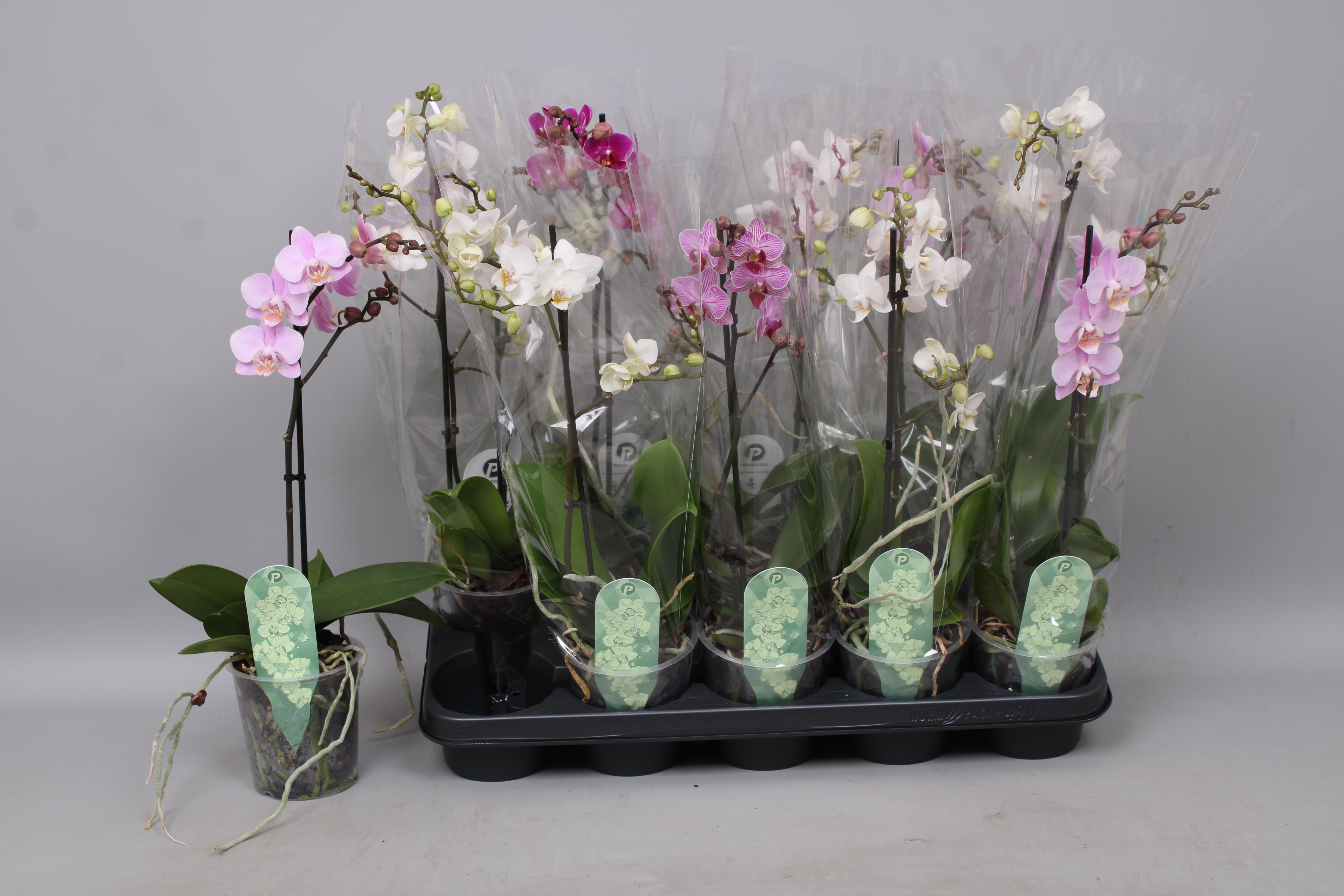 Горшечные цветы и растения оптом Phal Mf Gem 5 Kl от 10шт из Голландии с доставкой по России Горшечные цветы и растения оптом Phal Mf Gem 5 Kl от 10шт из Голландии с доставкой по России