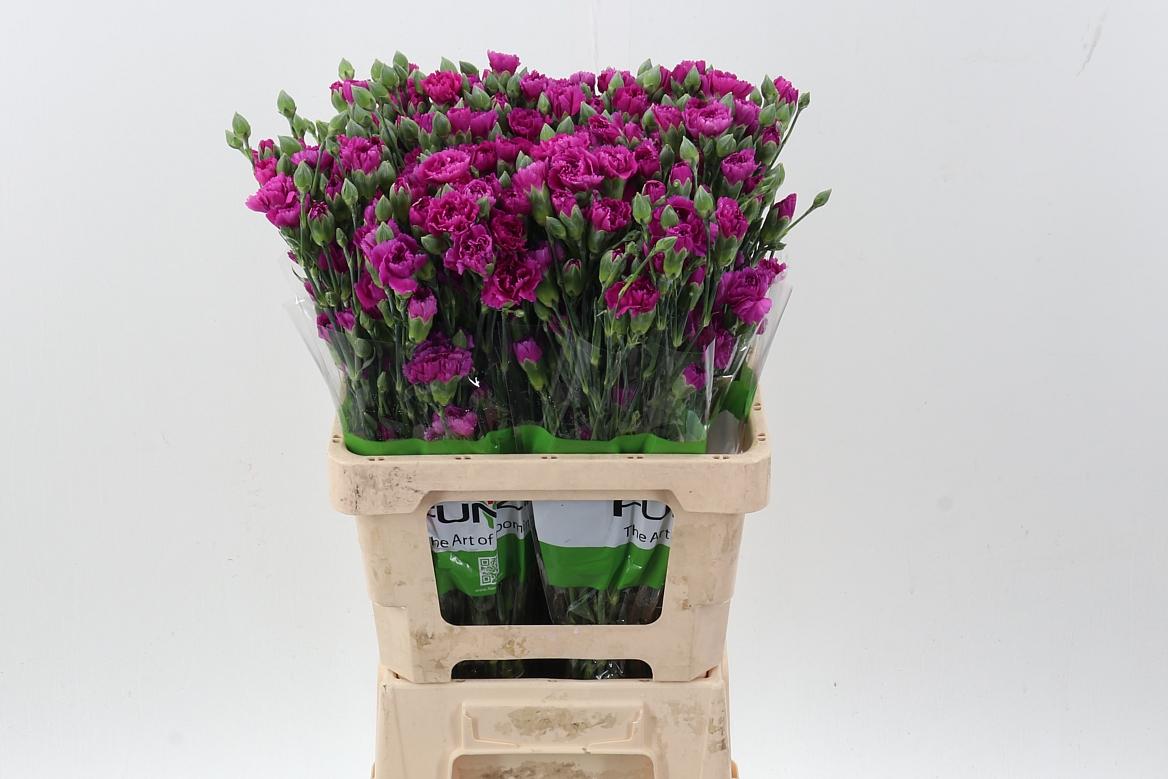 Срезанные цветы оптом Dianthus sp jacaranda от 80шт из Голландии с доставкой по России