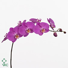 Срезанные цветы оптом Phalaenopsis seoul (per flower) от 25шт из Голландии с доставкой по России