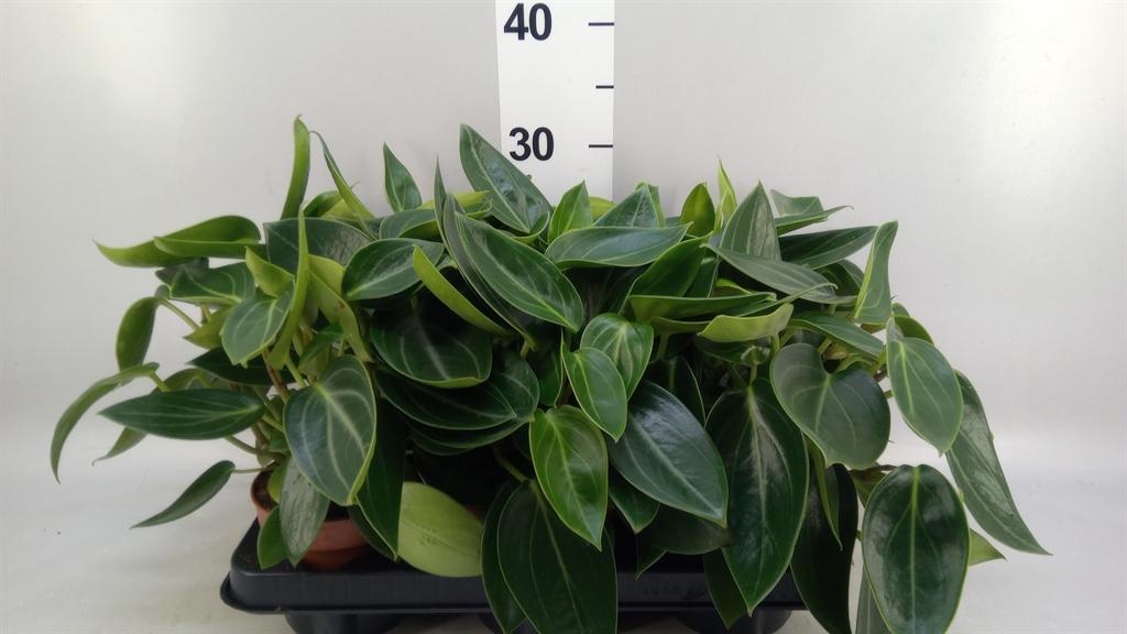Горшечные цветы и растения оптом Peperomia от 6шт из Голландии с доставкой по России