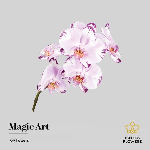 Срезанные цветы оптом Phalaenopsis magic art (per stem) от 15шт из Голландии с доставкой по России