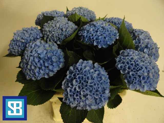 Срезанные цветы оптом Hydrangea mag revolution xxl от 10шт из Голландии с доставкой по России