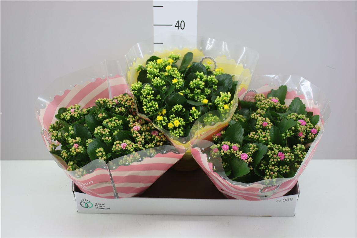 Горшечные цветы и растения оптом Kalanchoe Calandiva Mix от 3шт из Голландии с доставкой по России