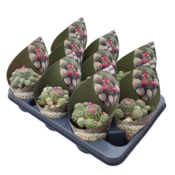 Горшечные цветы и растения оптом Mammillaria Gracilis Potcover от 9шт из Голландии с доставкой по России