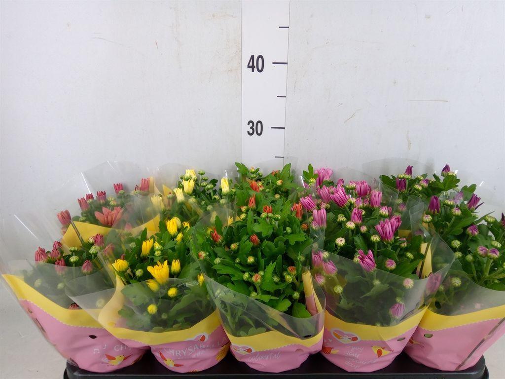 Горшечные цветы и растения оптом Chrysanthemum   ..mix 7 от 10шт из Голландии с доставкой по России