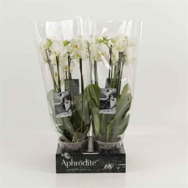 Горшечные цветы и растения оптом Phalaenopsis White от 4шт из Голландии с доставкой по России
