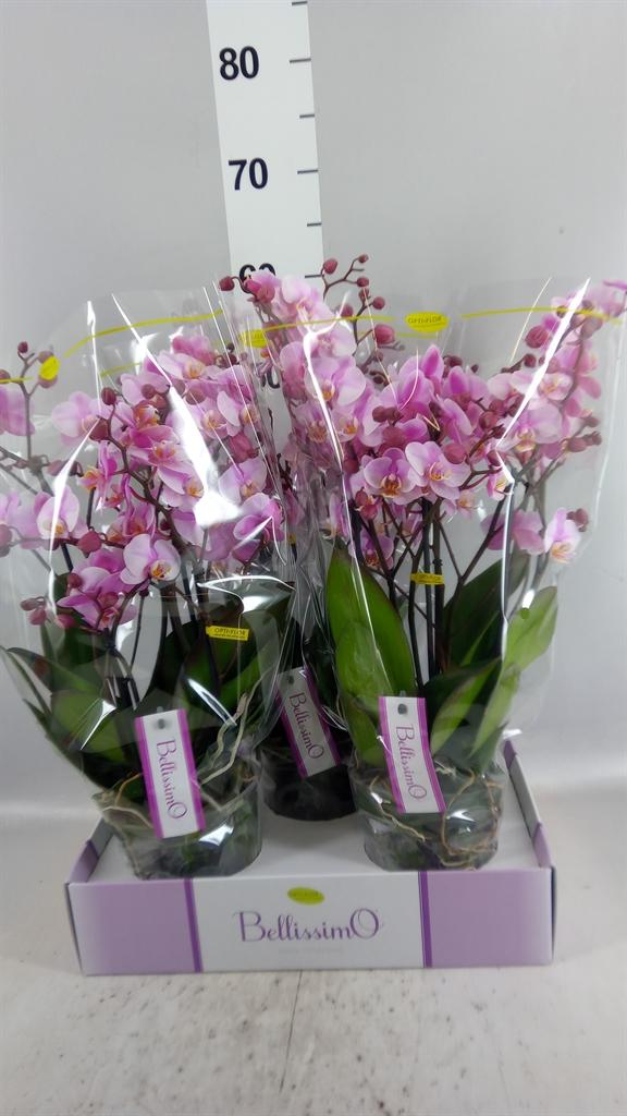 Горшечные цветы и растения оптом Phalaenopsis Multi. ...rose от 3шт из Голландии с доставкой по России